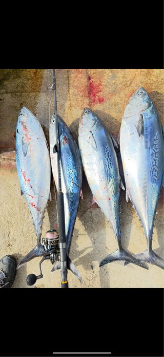 Daiwa Caldia SW 6000