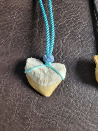 Pareja Collares Fósil Squalicorax 95 Millones Años