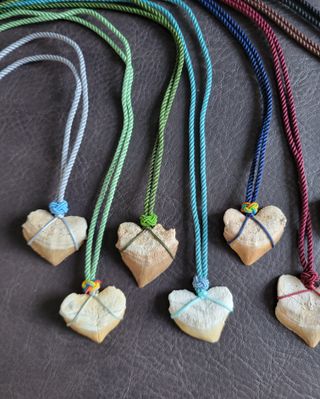 Pareja Collares Fósil Squalicorax 95 Millones Años