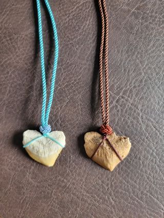 Pareja Collares Fósil Squalicorax 95 Millones Años