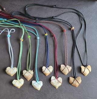 Pareja Collares Fósil Squalicorax 95 Millones Años