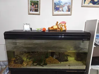 Acuario Boyu 200 litros