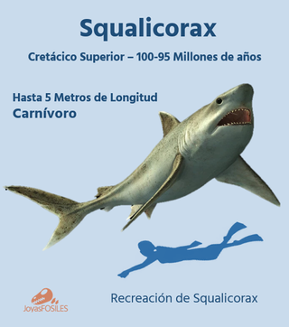 Colgantes Auténticos Fósiles  Otodus/Squalicorax