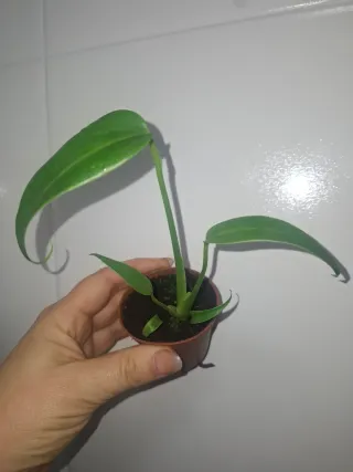Bebé Monstera Burle Max Flame