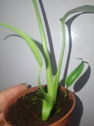 Bebé Monstera Burle Max Flame