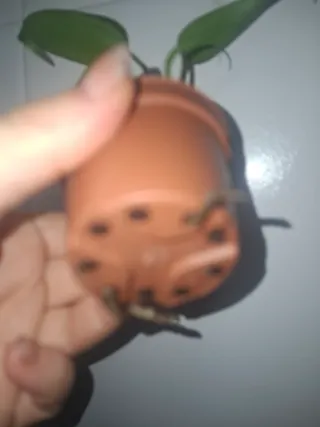 Bebé Monstera Burle Max Flame