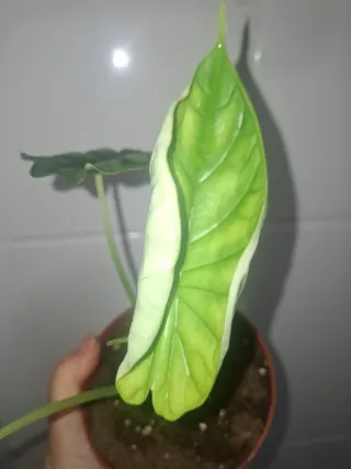 Alocasia Dragon Scale