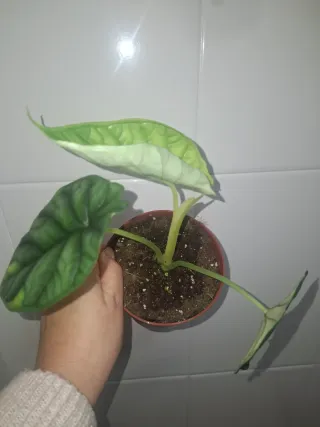 Alocasia Dragon Scale
