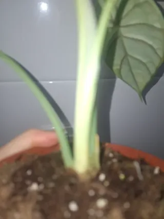 Alocasia Dragon Scale