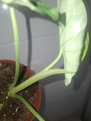 Alocasia Dragon Scale