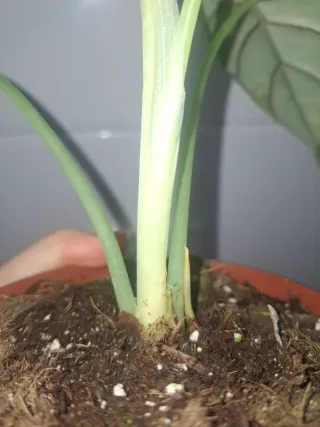 Alocasia Dragon Scale