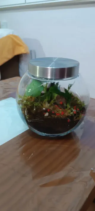 Terrario de cristal con plantas