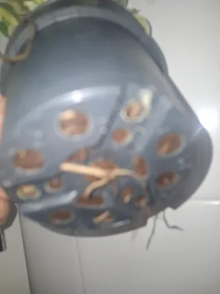 Philodendron Cream Splash