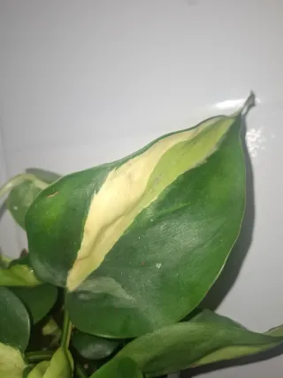 Philodendron Cream Splash