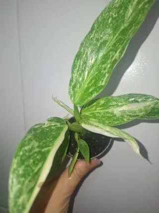 Philodendron bebé José Buono Variegado