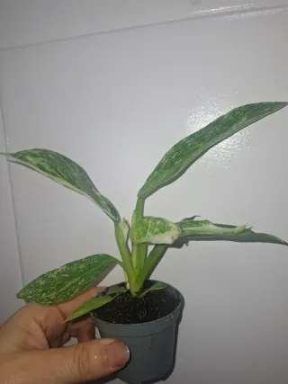 Philodendron bebé José Buono Variegado
