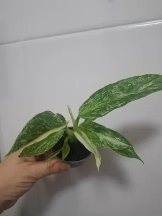 Philodendron bebé José Buono Variegado
