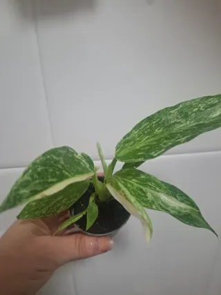 Philodendron bebé José Buono Variegado