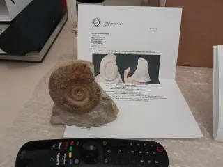 Fósil Ammonites Hildoceras ammonite