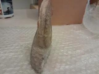 Fósil Ammonites Hildoceras ammonite