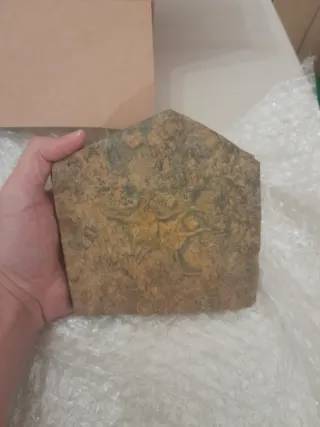 Fosil Ophiuroidea Ordovícico Único