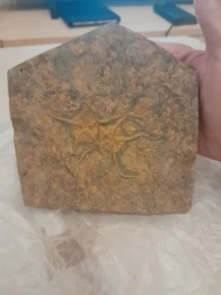 Fosil Ophiuroidea Ordovícico Único