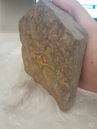 Fosil Ophiuroidea Ordovícico Único