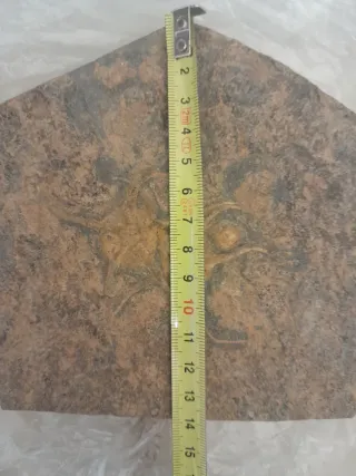 Fosil Ophiuroidea Ordovícico Único