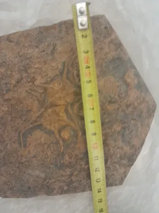 Fosil Ophiuroidea Ordovícico Único