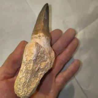 Fósil Diente de Dinosaurio 80€ unidad