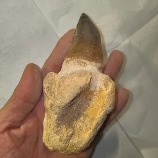 Fósil Diente de Dinosaurio 80€ unidad