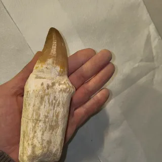 Fósil Diente de Dinosaurio 80€ unidad