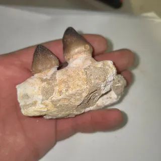 Fósil Diente de Dinosaurio 80€ unidad