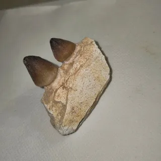 Fósil Diente de Dinosaurio 80€ unidad