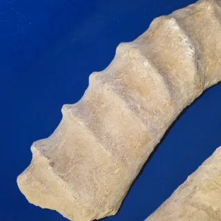 Fósil de Ammonite Grande