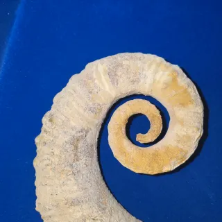 Fósil de Ammonite Grande