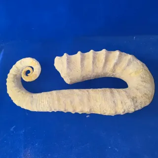 Fósil de Ammonite Grande