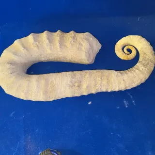 Fósil de Ammonite Grande