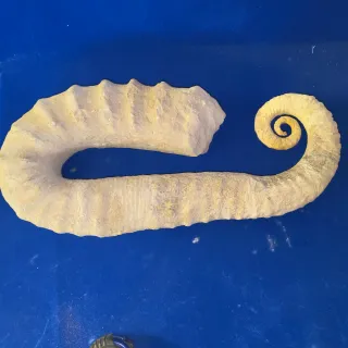 Fósil de Ammonite Grande