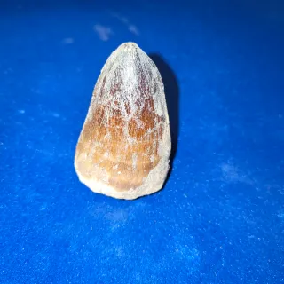 Fósil de diente de dinosaurio