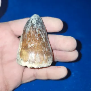 Fósil de diente de dinosaurio