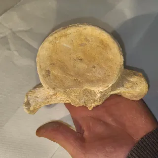 Fósil de hueso antiguo