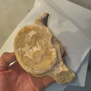 Fósil de hueso antiguo