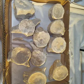 Fósiles de vértebras