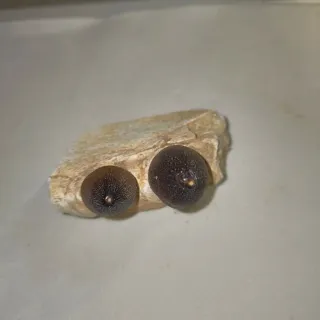 Fósil único en roca