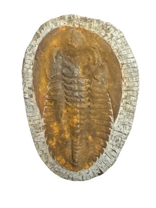 Trilobites Andalusiana 29 cm Fósil