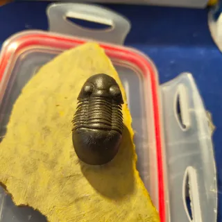 Fósil Trilobites Auténtico