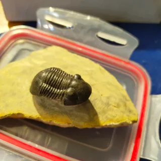 Fósil Trilobites Auténtico