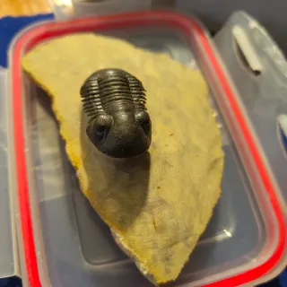 Fósil Trilobites Auténtico