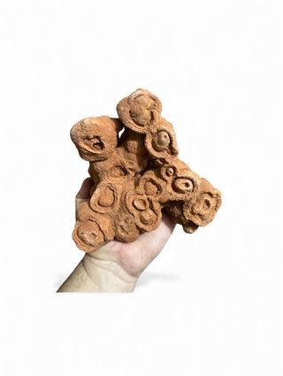 Fósil Estromatolito 16x15 cm